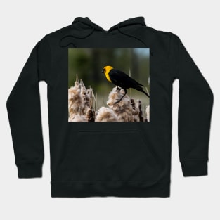 Yellow headed black bird. Hoodie